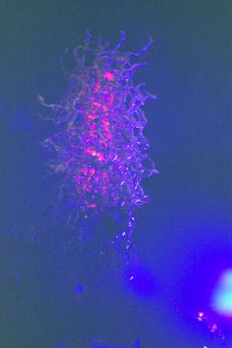 The Nebulous Entity, 1998