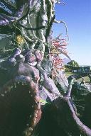 The Nebulous Entity, 1998