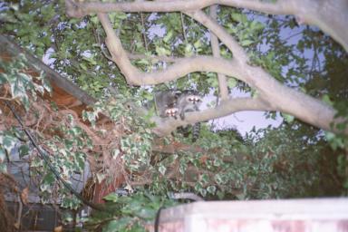Raccoons